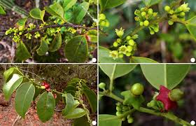 Image result for Heisteria