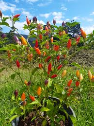 A beautiful looking plant that gets its name from the colours, purple, yellow, orange through to red. Bolivian Rainbow Sold Out Fire Dragon Chillies