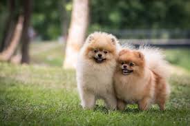 Puppyfinder.com is your source for finding an ideal german spitz puppy for sale in usa. Pomeranian Breed Description Character Co Dogbible
