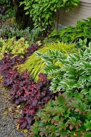 Heuchera Bella Note Hakoechloa Polygonatum Odoratum V Flickr In 2020 Planting Flowers Shade Garden Heuchera