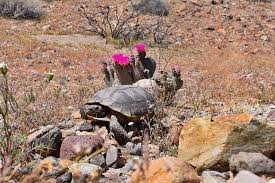 Ranchers sometimes burn off the spines so that cattle can graze on them. At Marine Base Officials Must Protect Endangered Tortoises From Murderous Ravens Military Com