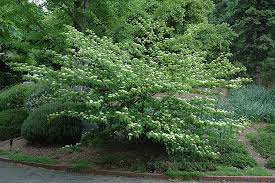 What does a flowering dogwood tree look like? Pagoda Dogwood Cornus Alternifolia In Burlington Waterdown Dundas Ontario Ontario On At Connon Nurseries