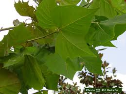 Like all maples, the leaves, buds and twigs of all four are attached in pairs opposite each other along the branches. Florida Native Trees Shrubs Page 2 Of 11