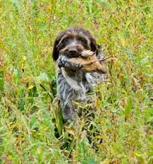 Image result for griffon korthalsův