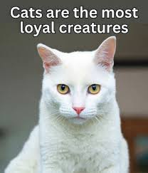 Many people think that dogs are loyal animals, cats are heartless animals.  But they don't know that cats are also extremely affectionate if we treat  them well...