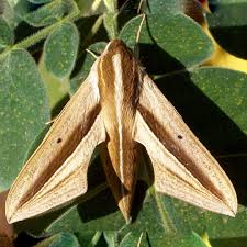 Image result for Hunteria myriantha