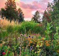 Plant Finder - Plant & Flower Selection Guide | High Country ...