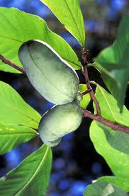 They also provide an important boost to the north carolina economy, all thanks to small and family farms. 15 Tree Fruit And Nuts Nc State Extension Publications