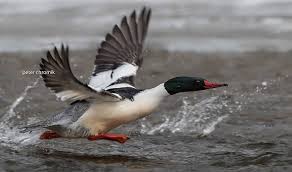 Water Birds Of Northern Illinois 11025796 785026468255163 6340971023186133681 N Jpg 960 567 Birds Animals Waterfowl