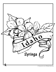 Use the flashcard to learn some facts about the state of idaho. Idaho State Tree Coloring Pages