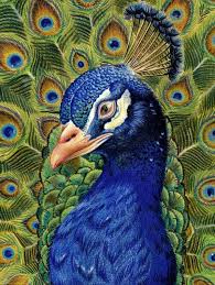 In this video you will learn a simple, colorful peacock drawing. Peacock Drawing With Colour At Paintingvalley Com Explore Collection Of Peacock Drawing With Colour