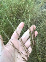 Image result for Aristida stenostachya