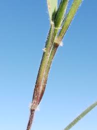 Image result for Enneapogon desvauxii