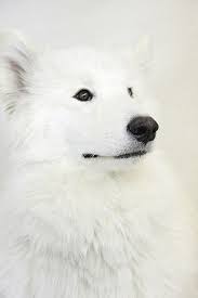White Dog Posted By Ur Basic Via Anotic Tumblr Com White Dogs Animals Beautiful Animals