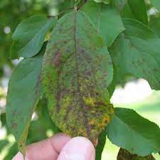 What causes brown spots on tree leaves? Common Crabapple Diseases That Cause Summer Defoliation Arbor Experts Tree Care In Dayton Oh