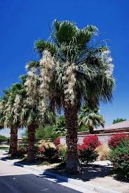 Image result for Washingtonia