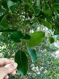 Image result for Elaeodendron
