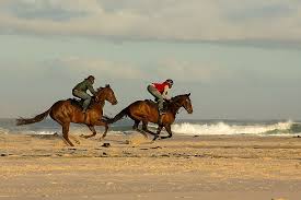 This may be almost as important as the rider's size. Royalty Free Horse Riding On The Beach Photos Free Download Pxfuel