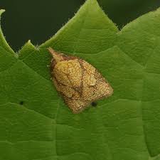 Image result for Behnia reticulata