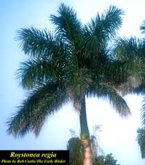 Image result for Roystonea