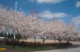 Maybe you would like to learn more about one of these? Prunus X Yedoensis Japanese Flowering Cherry Potomac Cherry Tokyo Cherry Yoshino Cherry North Carolina Extension Gardener Plant Toolbox
