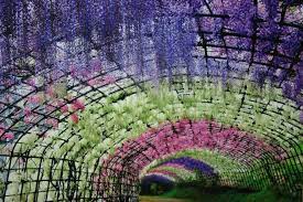 The Captivating Wisteria Flower Tunnels Of Japan Wisteria Tunnel Wisteria Kitakyushu