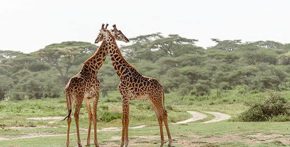 4-Day Wildlife Safari