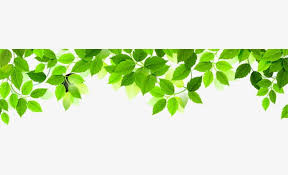 Leaf green graphy, green leafs, border, branch png. Green Simple Leaves Png Clipart Botany Decorative Decorative Pattern Fresh Grass Free Png Download