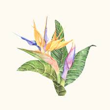 Bird Of Paradise Plant Watercolor Hand Drawn Bird Of Paradise Flower Isolated Free Image By Rawpixel Com Birds Of Paradise Flower How To Draw Hands Birds Of Paradise Plant