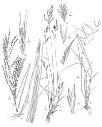 Image result for Leptochloa fusca