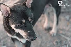 Trattamento e terapia farmacologica sono in genere specifici per ogni malattia e non sono orientati alla cura, quanto al contenimento dei sintomi e al rallentamento della. Malattie Autoimmuni In Cani E Gatti Cause Diagnosi E Cura