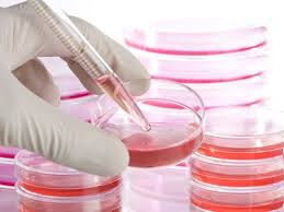 Animal cell culture is the process of culturing animal cells extracted from tissues or organs under since cell culture medium affects the growth and proliferation of cell lines, it is extremely fetal calf serum (fcs) is often most commonly used, but for some applications less expensive sera such as. Serum Selection For Cell Culture Biocompare The Buyer S Guide For Life Scientists