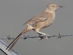 Image result for Trachyandra burkei