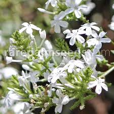 Image result for Plumbago zeylanica
