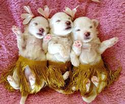 Maltese Puppies I Found On Craigslist This Morning Adorable Maltese Puppy Maltese Dogs Australian Labradoodle