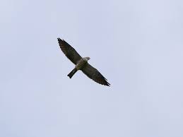 Common Birds Of West Texas Mississippi Kite In The Field With Kozibirding Com Birding Birdwatching Birds Bird Watching Bird Rio Grande Valley