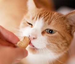 The green skin of raw potatoes is even more dangerous so it is never a good idea to give your cat a bite of these. The Most Common Human Foods Veterinary Professionals Feed Their Cats