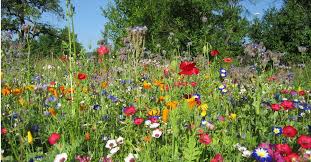 Eine Einjahrige Blumenwiese Entsteht Biogarten Fullhorn Wildblumenwiese Blumen Wiese Einjahrige Blumen
