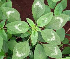 Image result for Amaranthus dubius