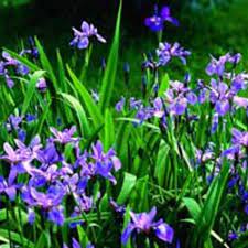 The true water irises, which grow best with water over their crown throughout the year, even in fall and winter, include. Water Irises Horticulture