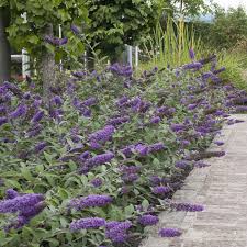 Check spelling or type a new query. Lo Behold Blue Chip Buddleia Spring Meadow Wholesale Liners Spring Meadow Nursery