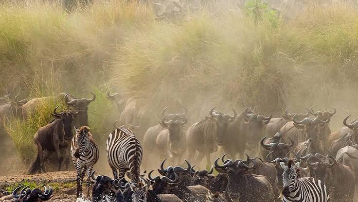 Planning Your First Tanzania Safari in 2027