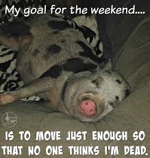 Weekend Goals Mini Pig Style Pig Memes Pot Belly Pigs Cute Funny Animals