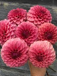 Image result for Stolzia kalkhof-roseae