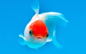 Check out this guide to find the right answers to this question. Goldfish Care And Fun Facts