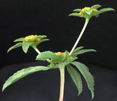 Image result for Flaveria trinervia