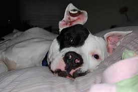 Profile for Justice for Delaware Safe Haven Dogs