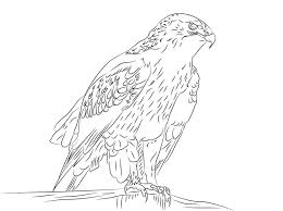 See more ideas about coloring pages, eagle drawing, eagle. Ferruginous Hawk Coloring Page Free Printable Coloring Pages For Kids