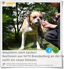 ein hund namens beethoven wartet im tierheim brandenburg auf ein zuhause http www tierheimhelden de hund tierheim brandenbur tierheim tiere hunde verstehen