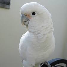 Goffin cockatoos we safely ship nationwide! Buy Goffin Cockatoo For Sale Novan Farm Online